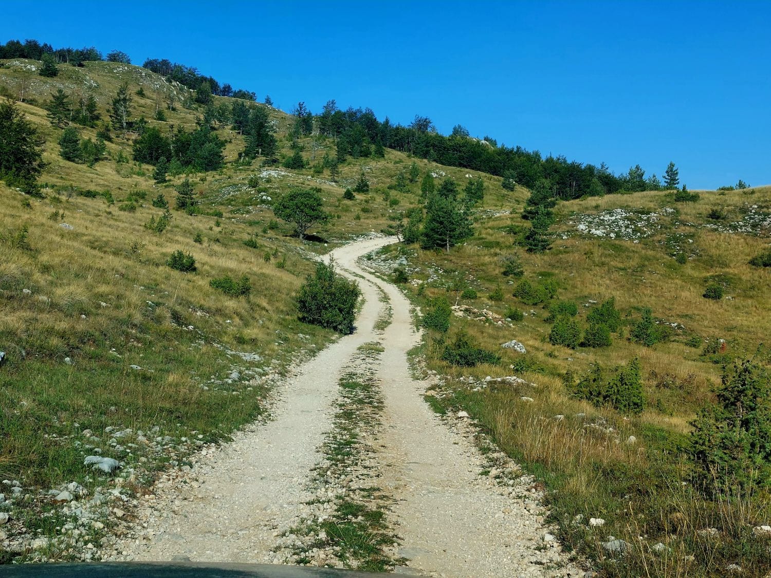 Pista de grava que sube en curvas por una ladera de hierba y pinos, bajo un cielo azul, vista desde el capó